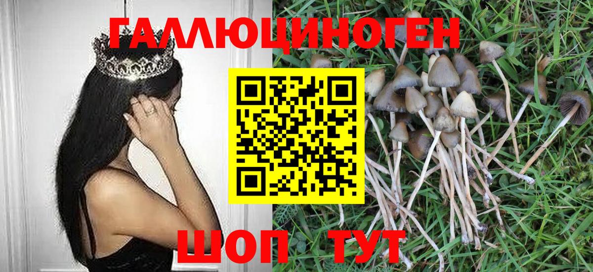 купить  цена  Псилоцибиновые грибы Magic Shrooms  Вход с VPN  Геленджик 